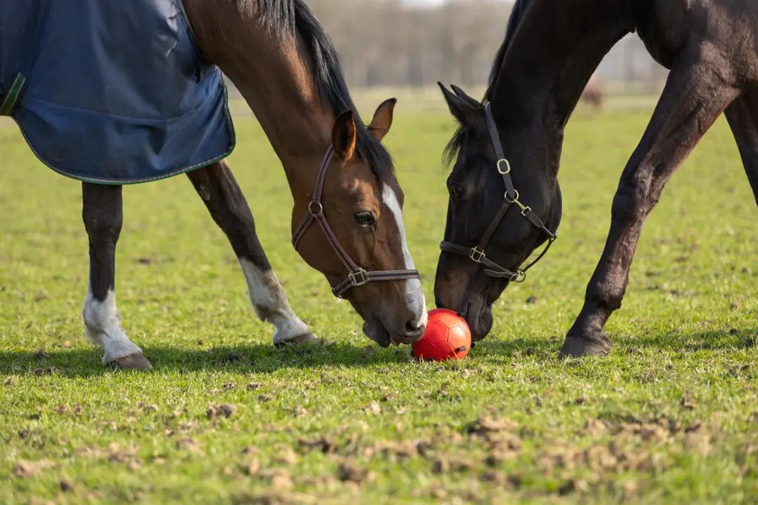 Maximus Fun Play Ball Ø19cm Paardenspeelgoed - Blauw