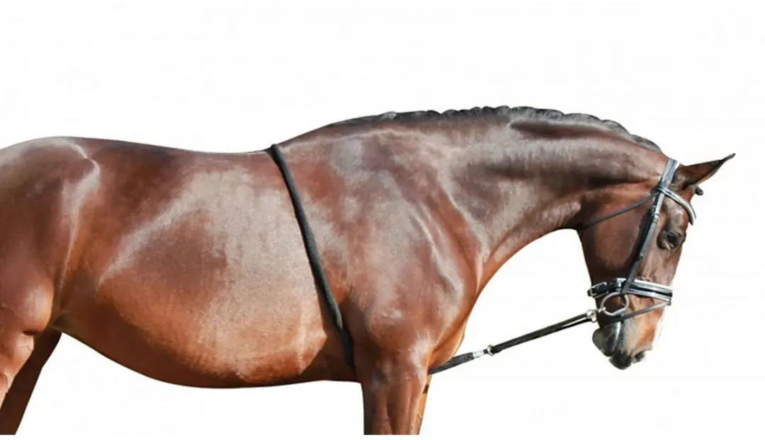 QHP Longeerhulptouw - Blauw