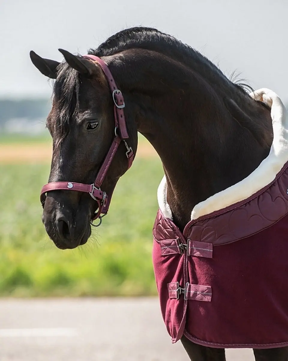 QHP Halsterset Lily Donkerrood - Cob