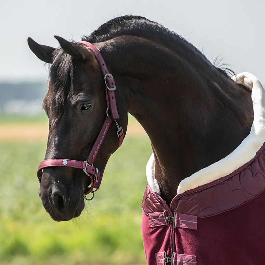 QHP Halsterset Lily Donkerrood - Cob