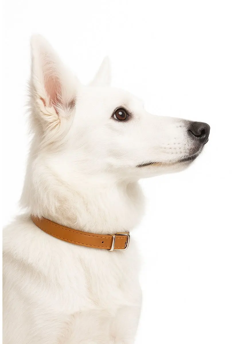 Nobleza Hondenhalsband M