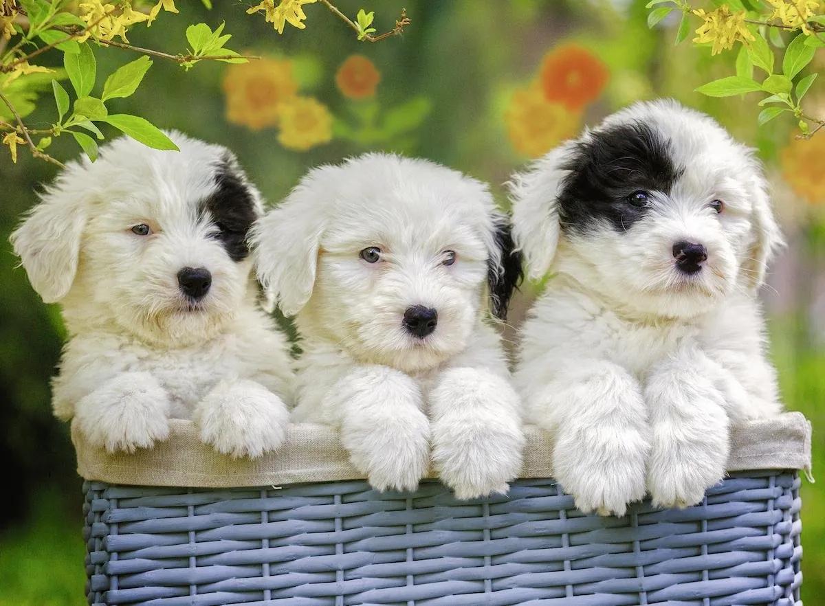 Ravensburger Schattige Puppies Legpuzzel 200 Stuks - Multicolor