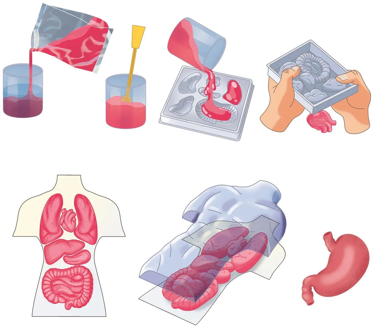 Clementoni Squishy Anatomie - Multicolor - 6 Stuks