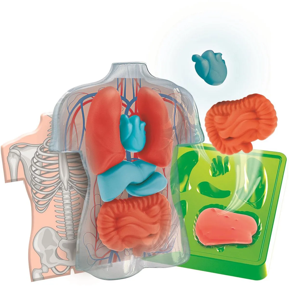 Clementoni Squishy Anatomie - Multicolor - 6 Stuks - afbeelding 6 van 6