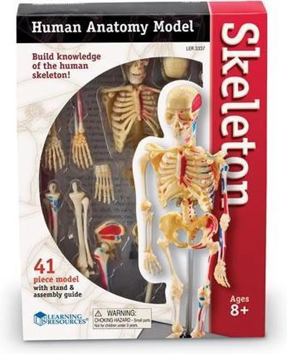 Learning Resources Human anatomy model