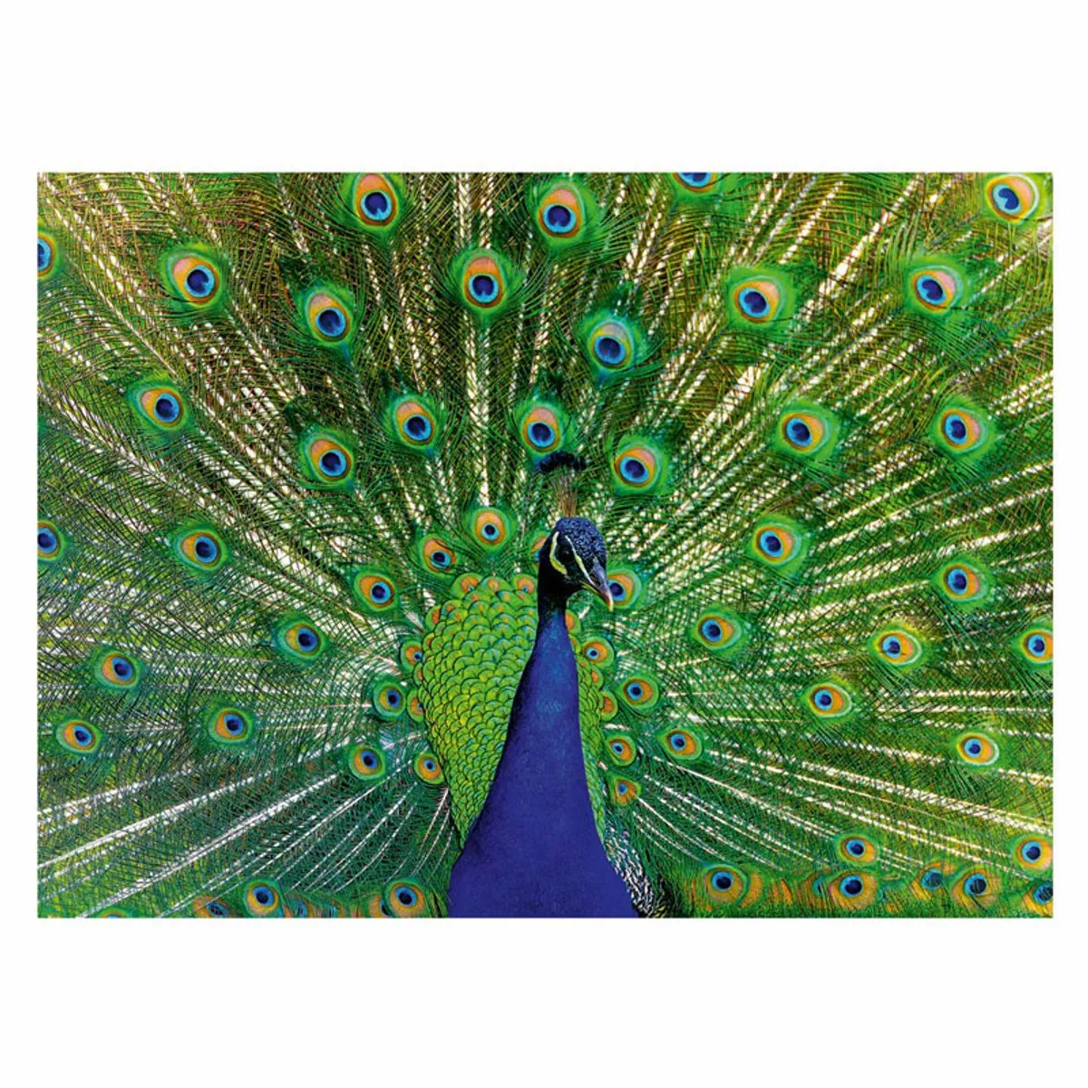 Ravensburger Peacock Puzzel 500 Stuks - Meerkleurig