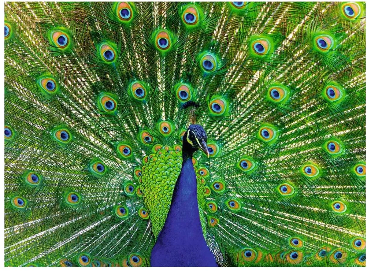Ravensburger Peacock Puzzel 500 Stuks - Meerkleurig