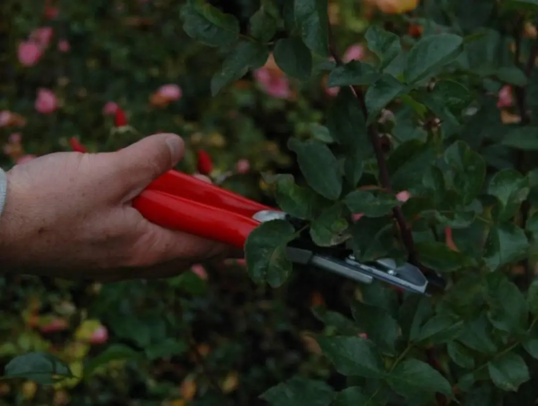 Felco 100 Rozen Snoeischaar - 10mm - afbeelding 3 van 6