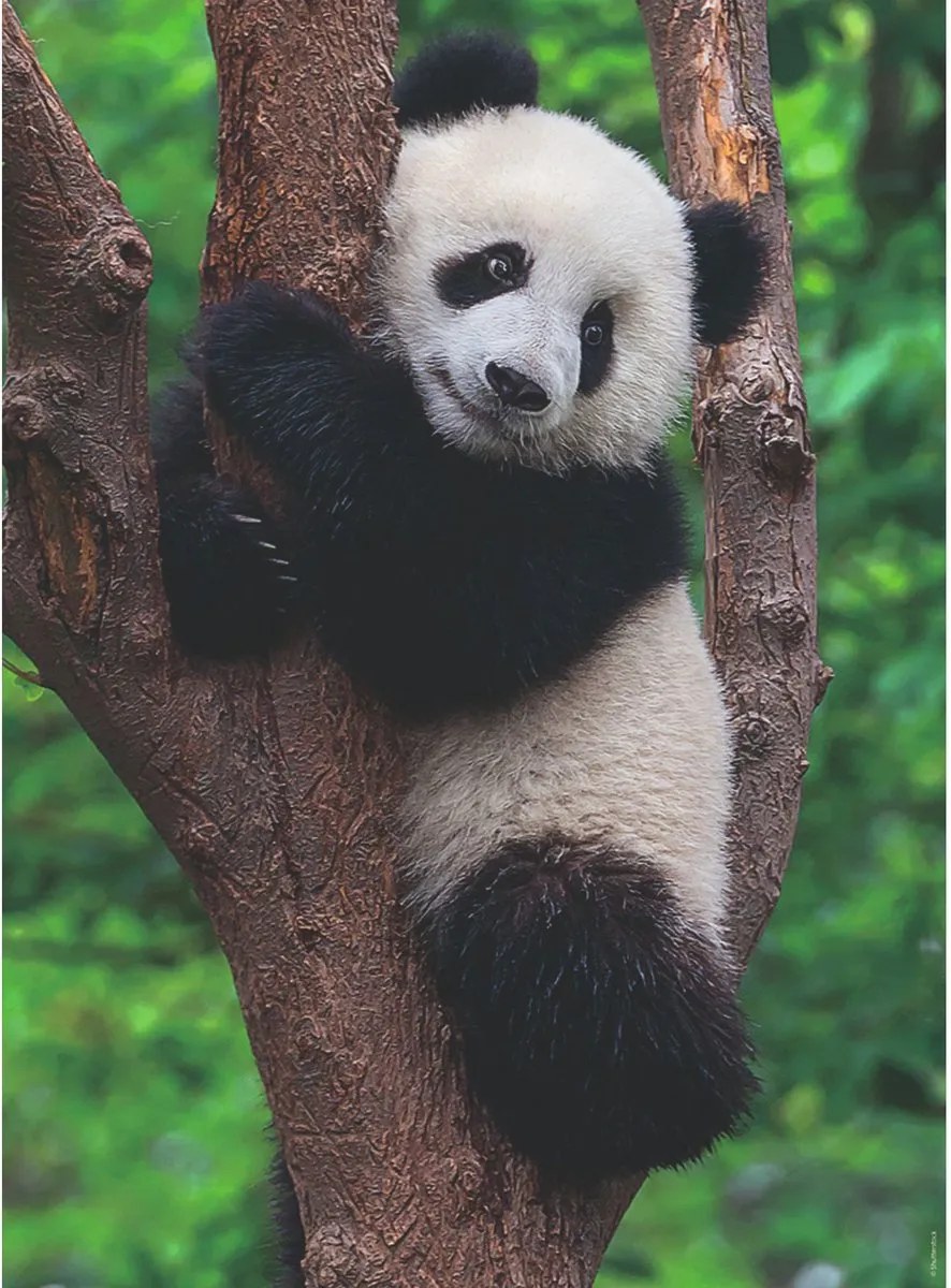 Ravensburger Panda en Koala Puzzel - 1000 Stukken