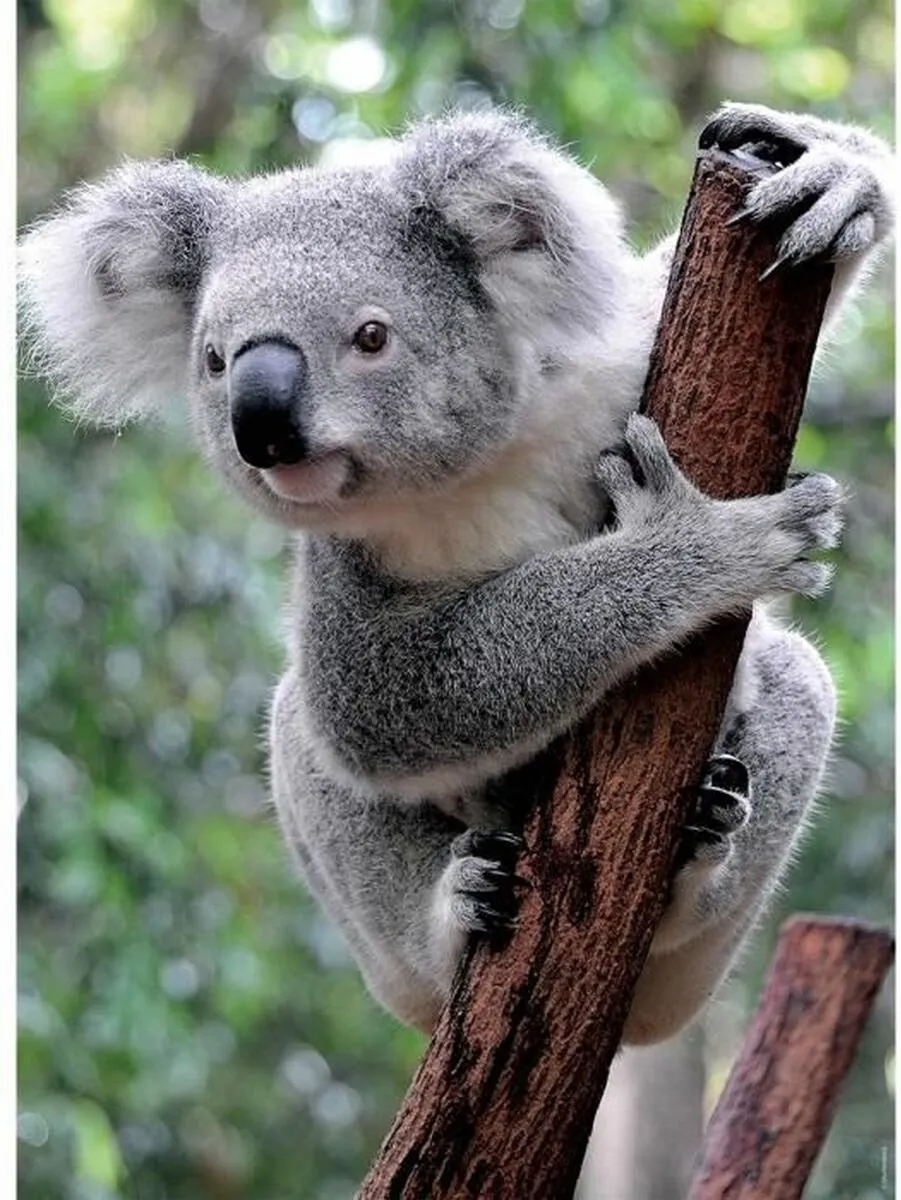 Ravensburger Panda en Koala Puzzel - 1000 Stukken