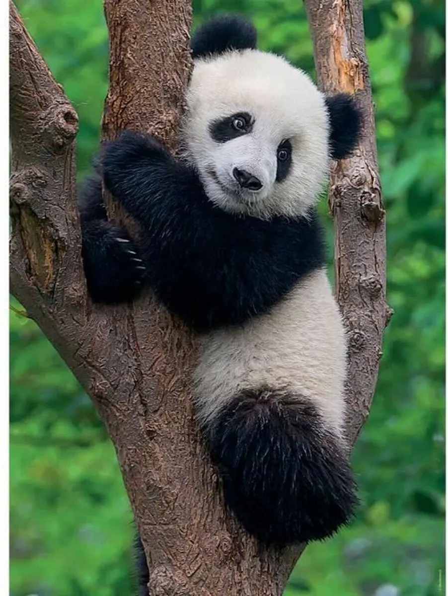 Ravensburger Panda en Koala Puzzel - 1000 Stukken