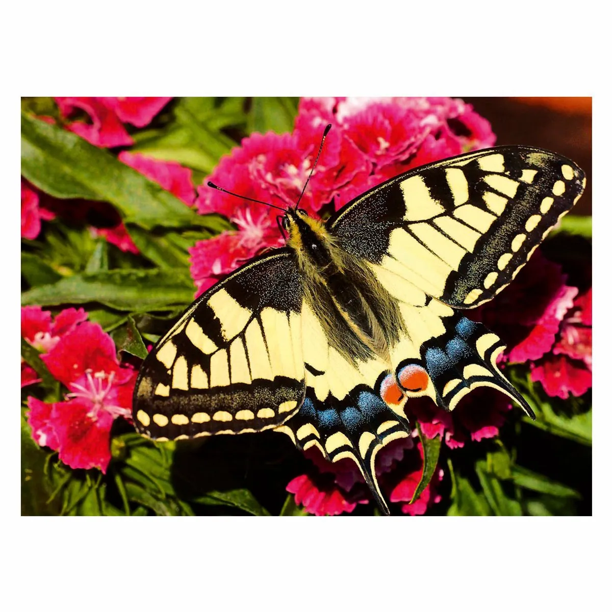Ravensburger Butterfly Puzzel 500 Stuks - Meerkleurig