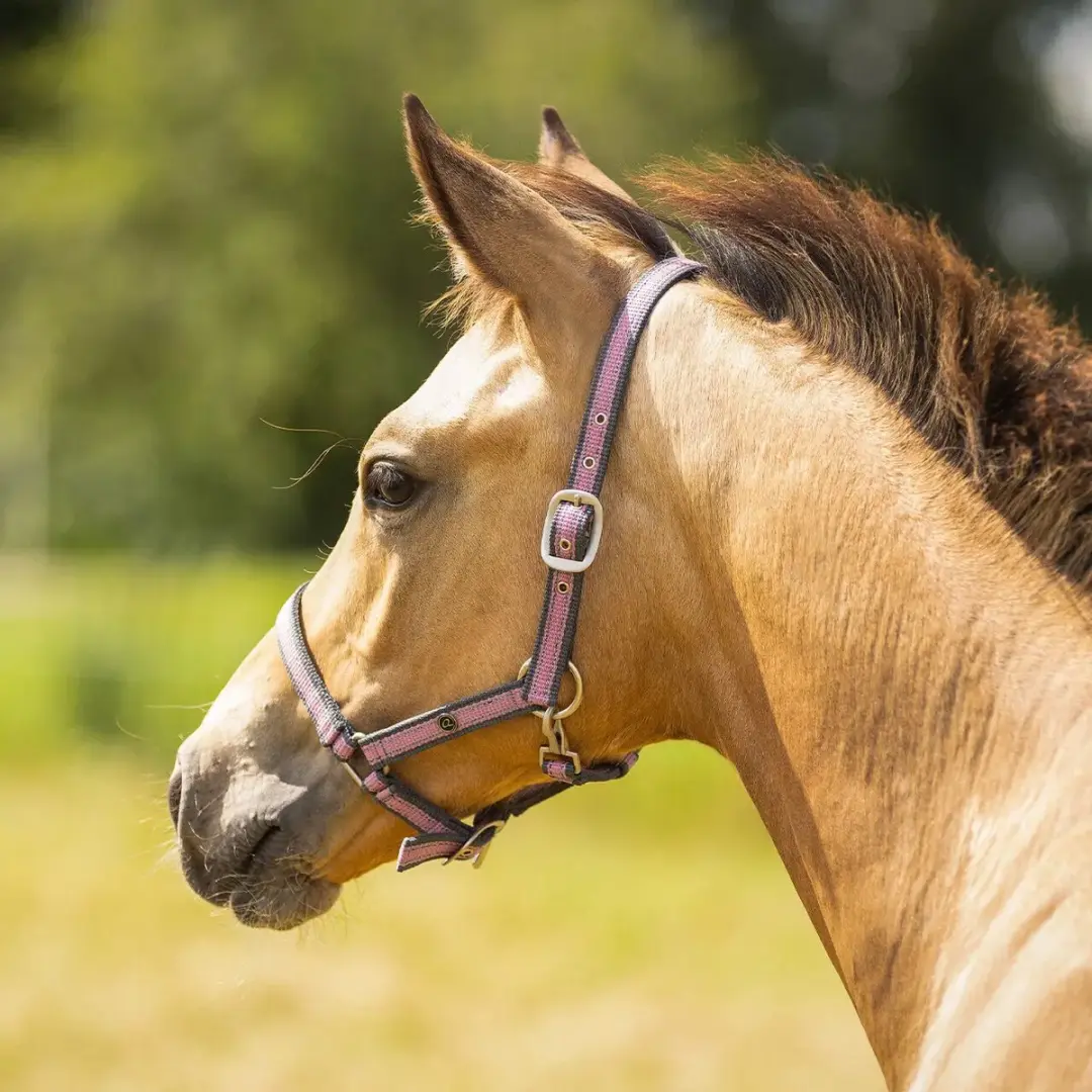 QHP Veulenhalster Collection Roze - Pony - afbeelding 2 van 3