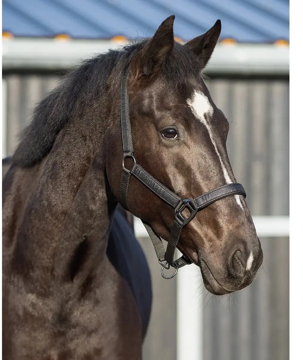 QHP Glitter Halster Cob - Zwart - afbeelding 2 van 4