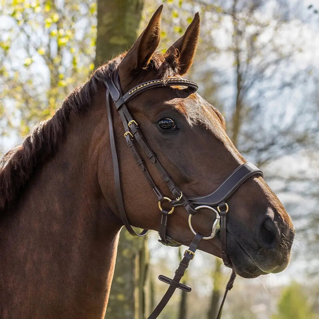 QHP Devi Bruin Hoofdstel - Cob