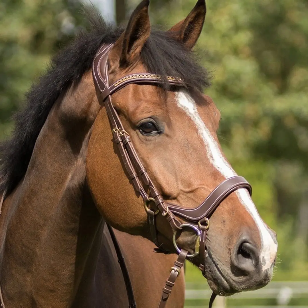 QHP Devi Bruin Hoofdstel - Cob - afbeelding 6 van 6