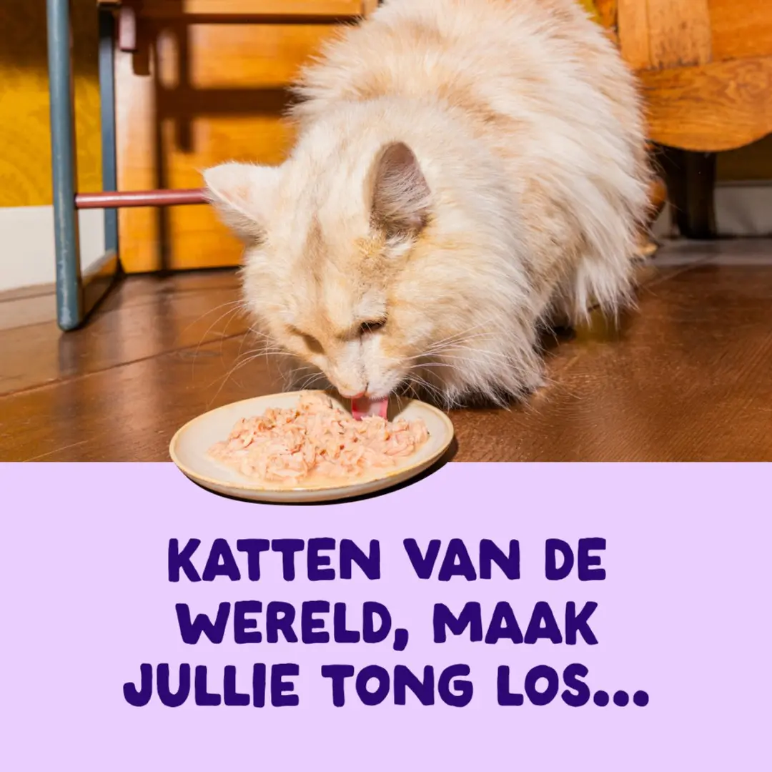 Edgard & Cooper Kat Natvoeding 70g - Tonijn/Zalm
