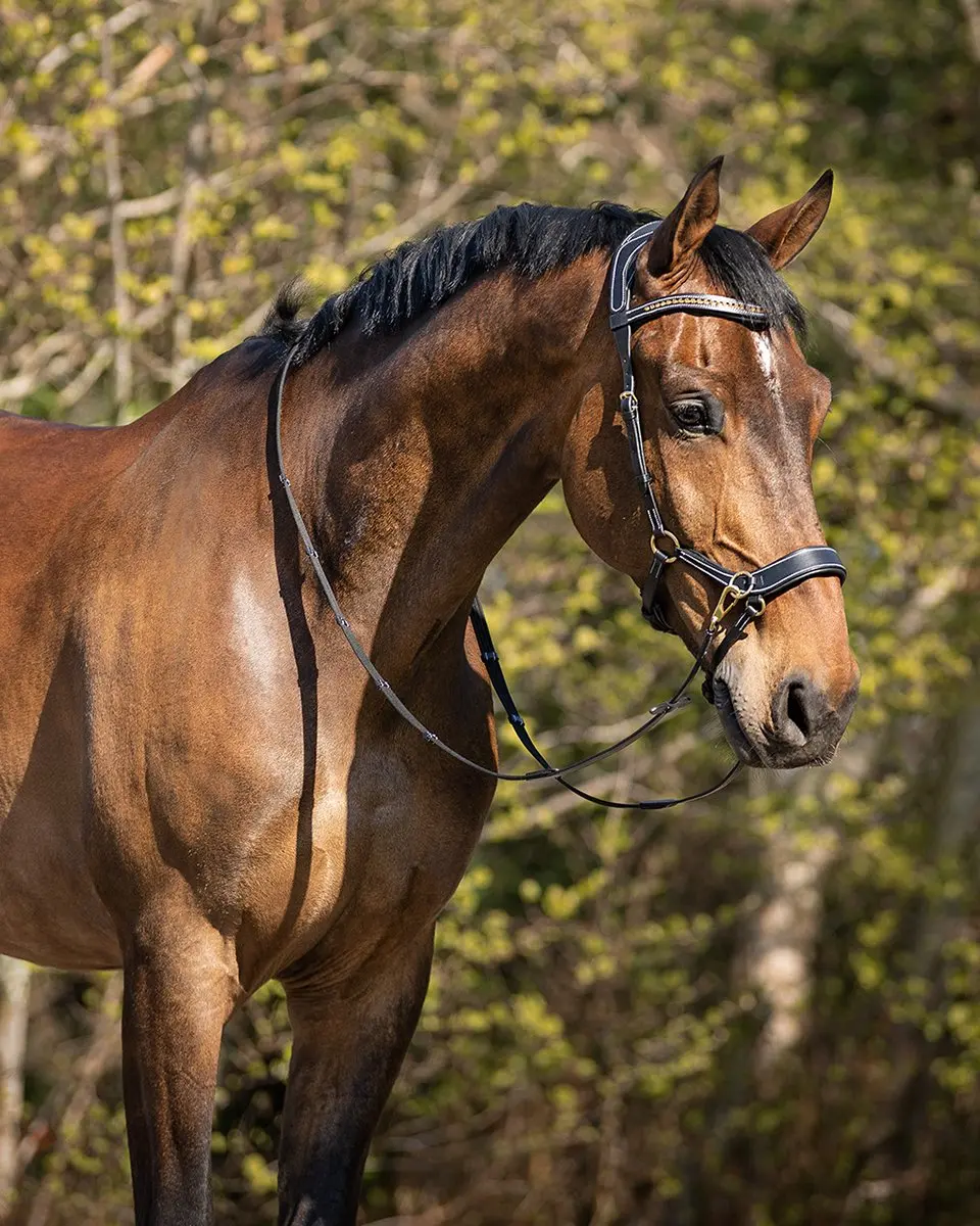 QHP Bitloos Hoofdstel Anatomical Cob - Zwart