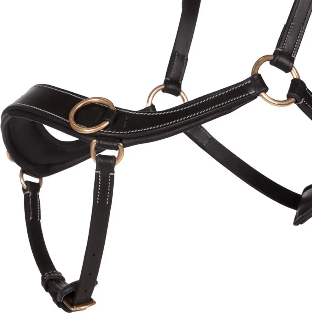 QHP Bitloos Hoofdstel Anatomical Cob - Zwart