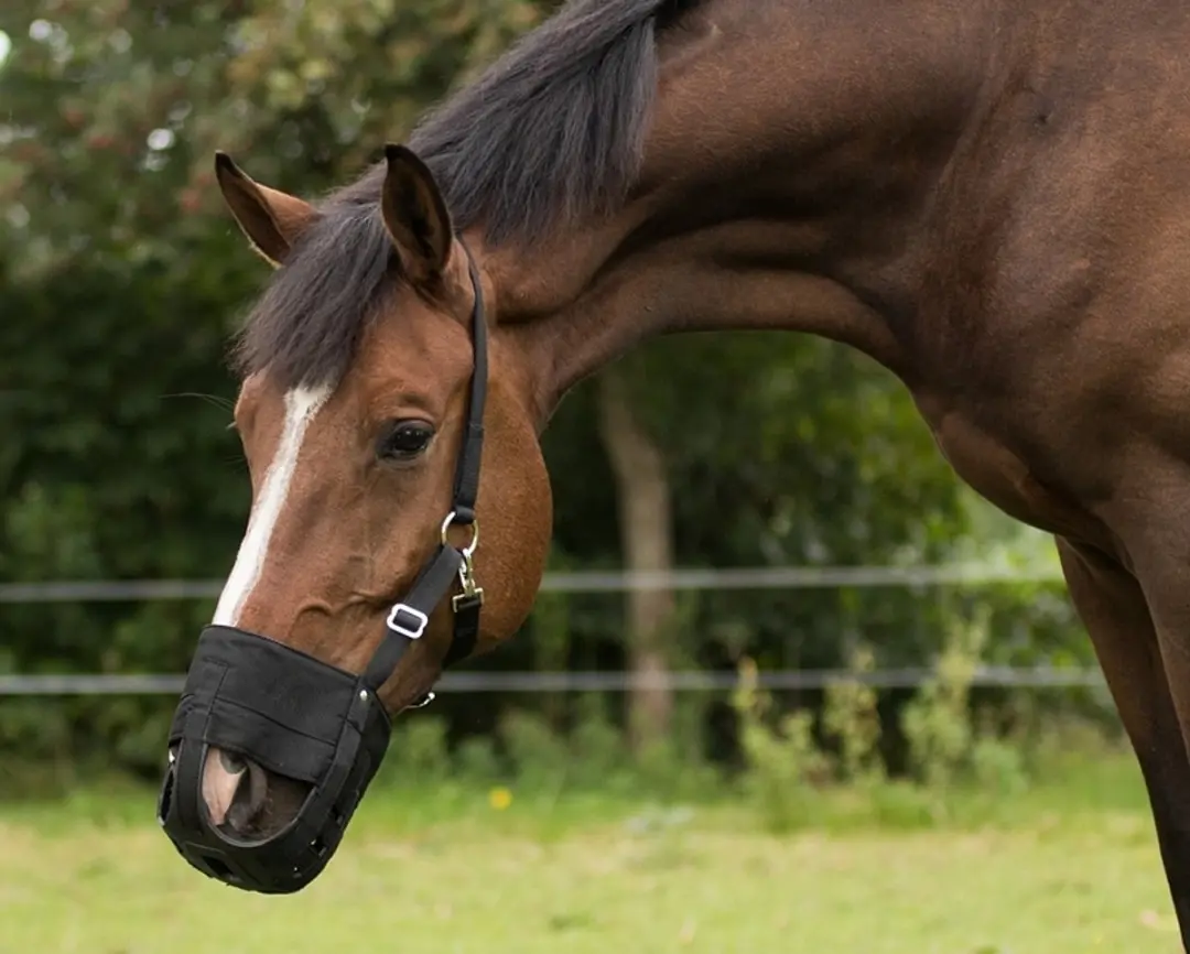 QHP Neopreen mondkap paard - Zwart X-FULL - afbeelding 6 van 6