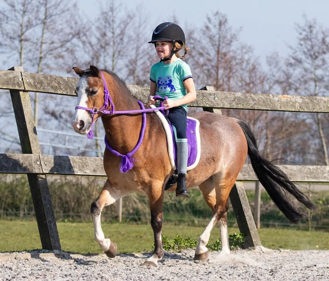 QHP Bareback Pad Passion Flower - Full - Paars - afbeelding 5 van 6