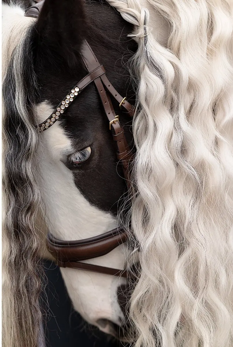 Epplejeck Pitbull Hoofdstel - Cob - Bruin-donkerbruin - afbeelding 4 van 6
