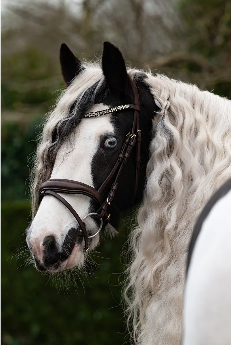 Epplejeck Pitbull Hoofdstel - Cob - Bruin-donkerbruin - afbeelding 6 van 6