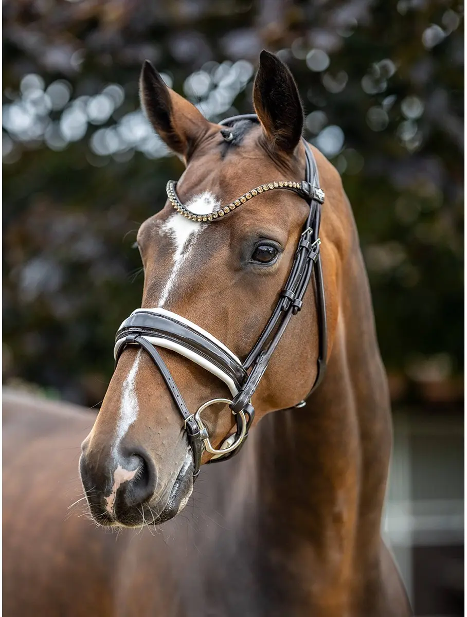 LeMieux Kudos Patent Dressage Hoofdstel