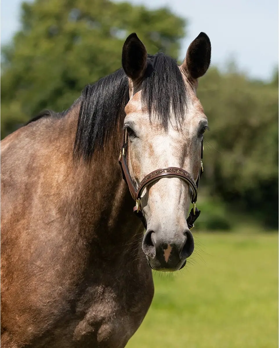 QHP Halster Lupine Leer Middenbruin-beige - Cob - afbeelding 4 van 6