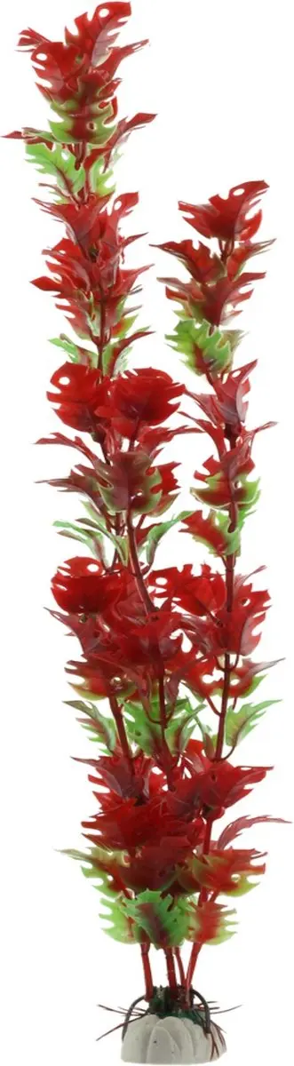 Nobleza Aquariumplant