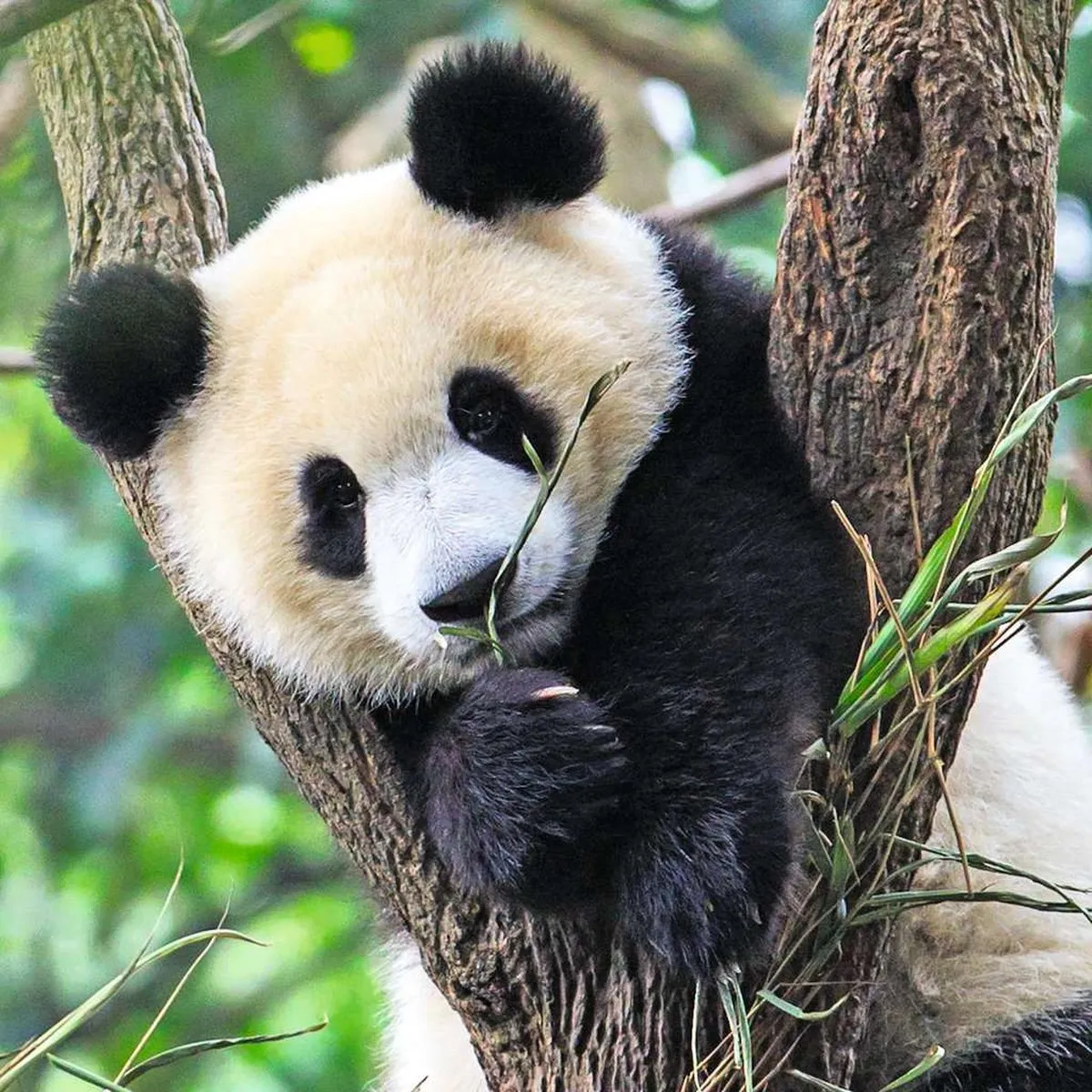 Ravensburger Panda, Tijger & Leeuw Legpuzzel 147 Stuks