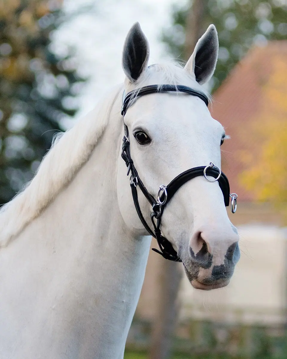 QHP Kaptoom Leder Extra Groot X-Full