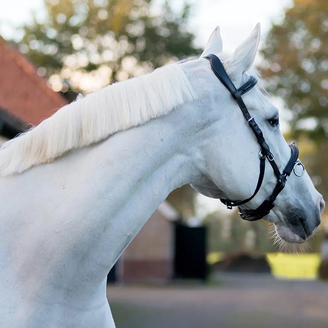 QHP Kaptoom Leder Extra Groot X-Full - Zwart