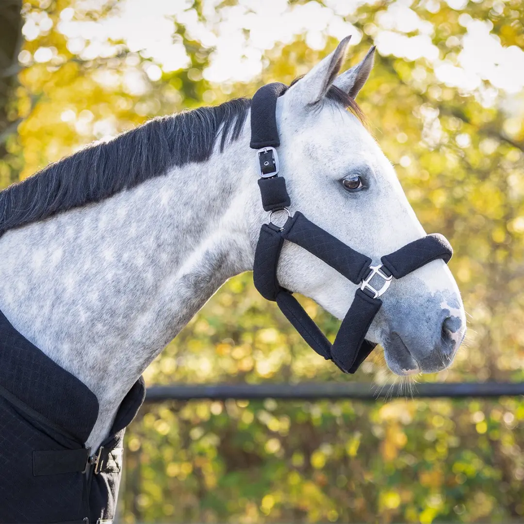 QHP Zahra Zadel met Halster en Lijn - Pony - Zwart