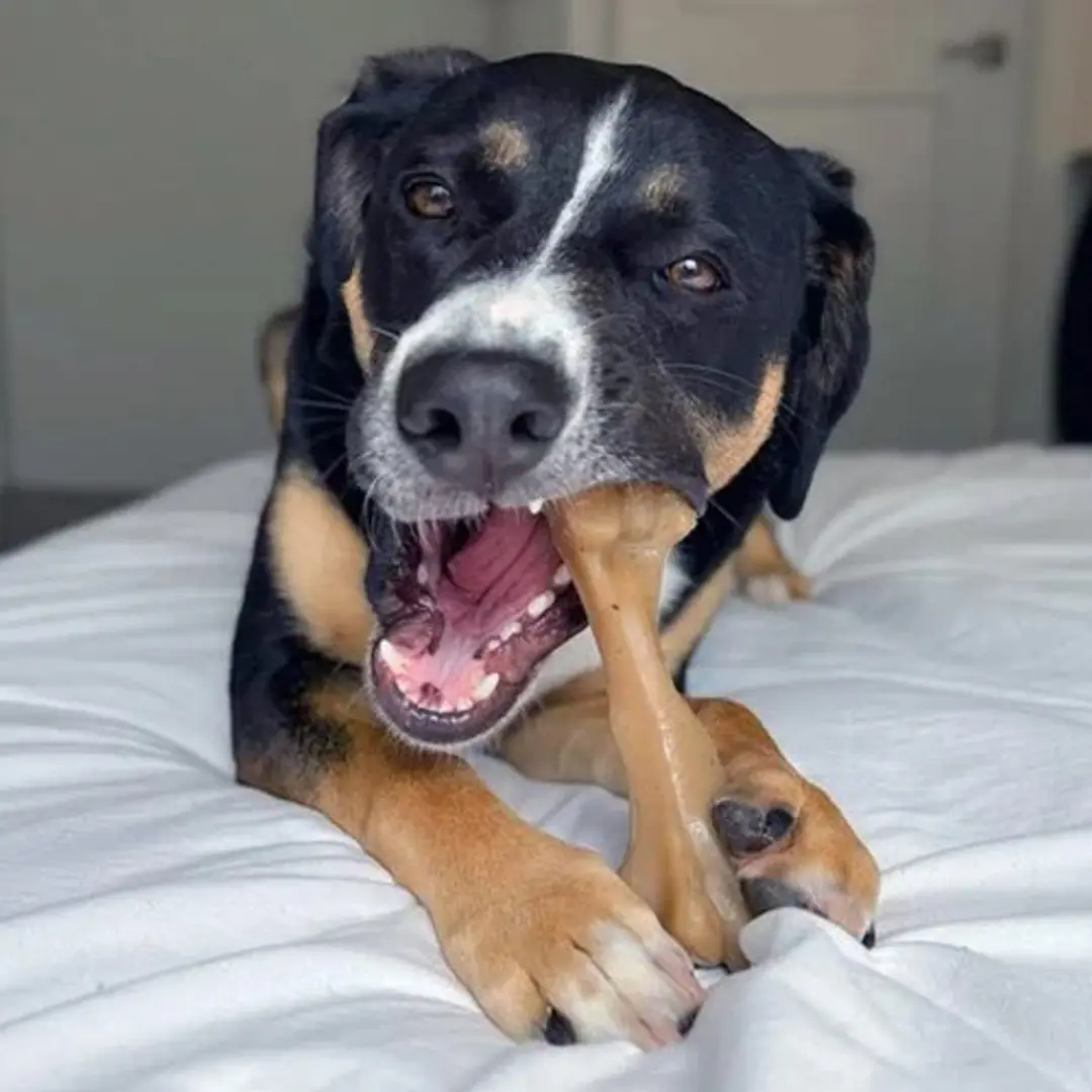Nylabone Gourmet Strong Chew Giant Bone
