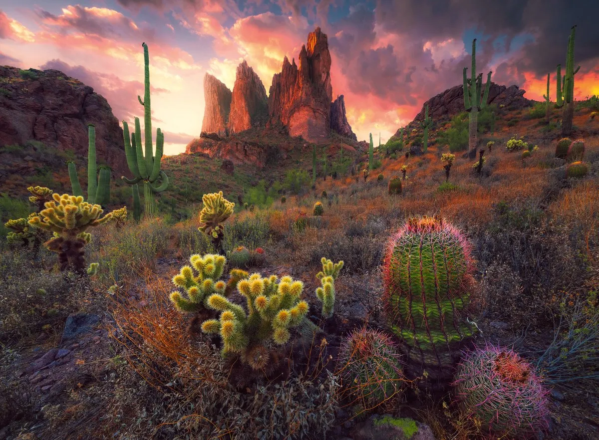 Ravensburger Cactus Puzzel 500 Stuks - Meerkleurig