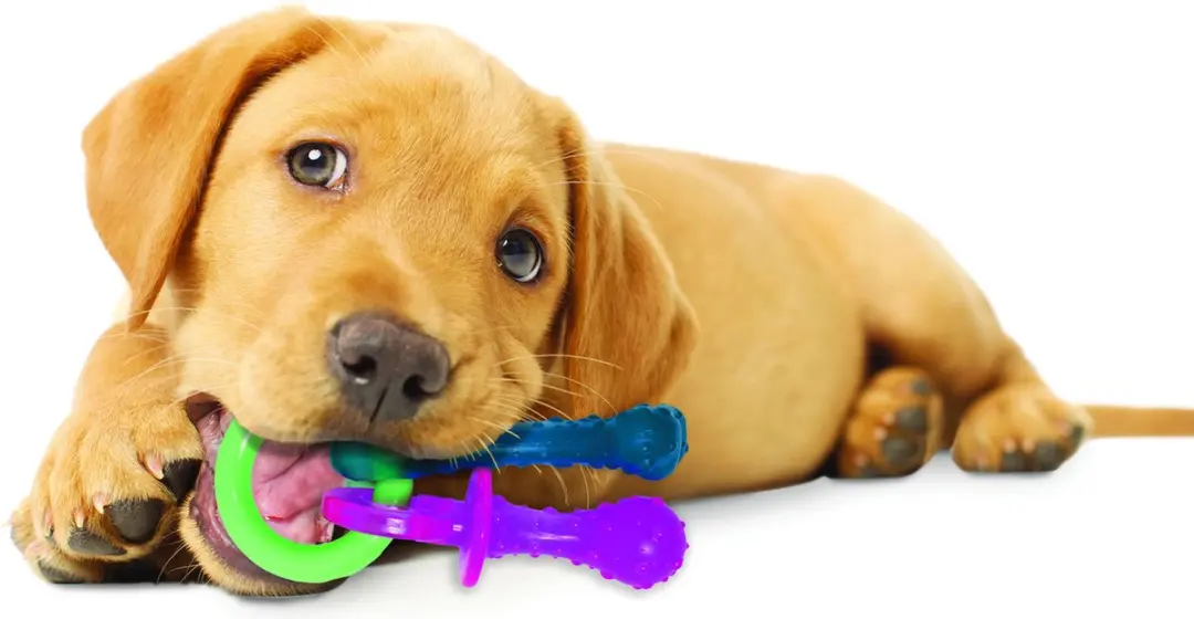 Nylabone Puppy Tandjes Krijgen Bot Bacon - 21,5 cm - Multi