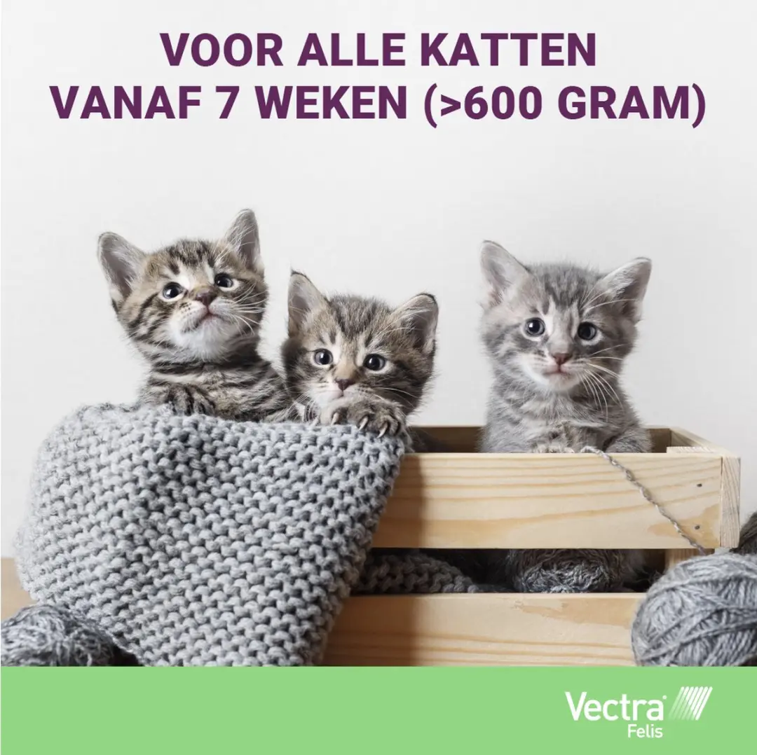 Vectra Felis Vlooiendruppels Kat 0.6-10kg - 3 Pipetten