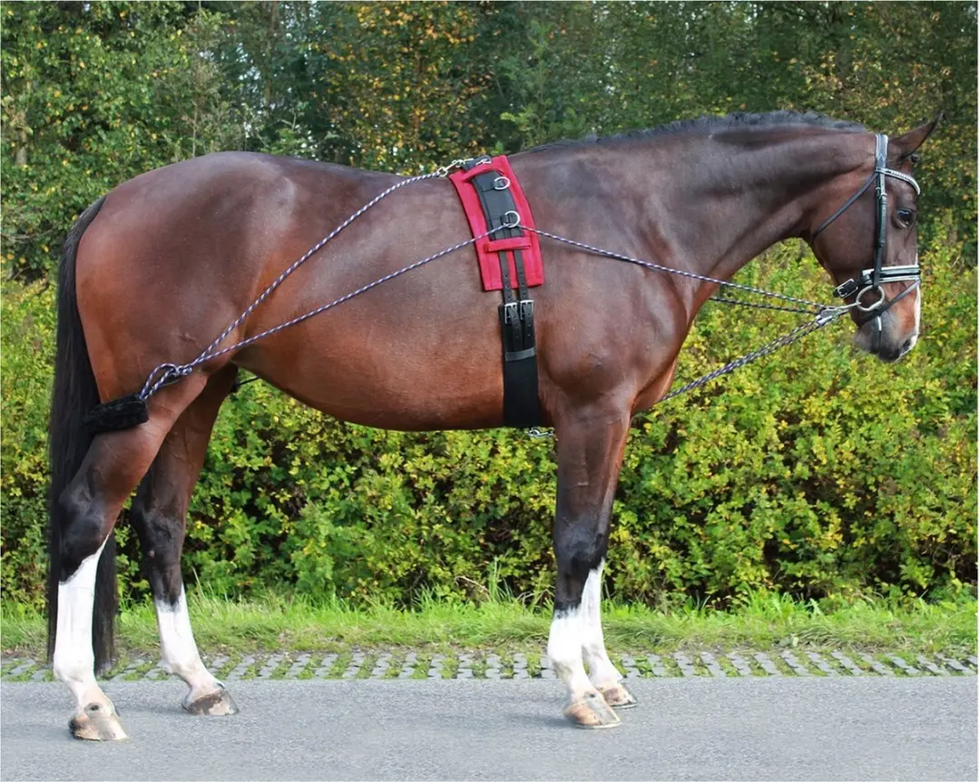 QHP Pessoa Longeerteugel
