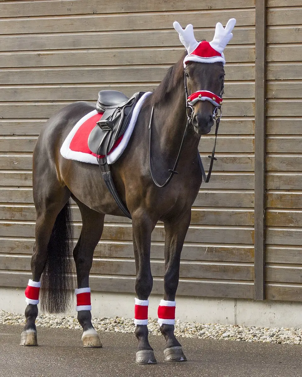 Qhp Zadeldek Qhp Kerst Dressuur Rood