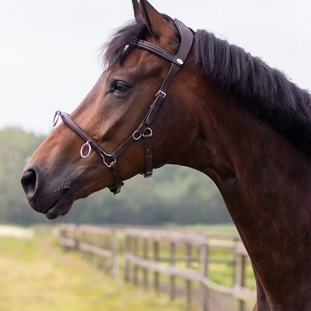 QHP Kaptoom Leder Extra Groot X-Full - Bruin