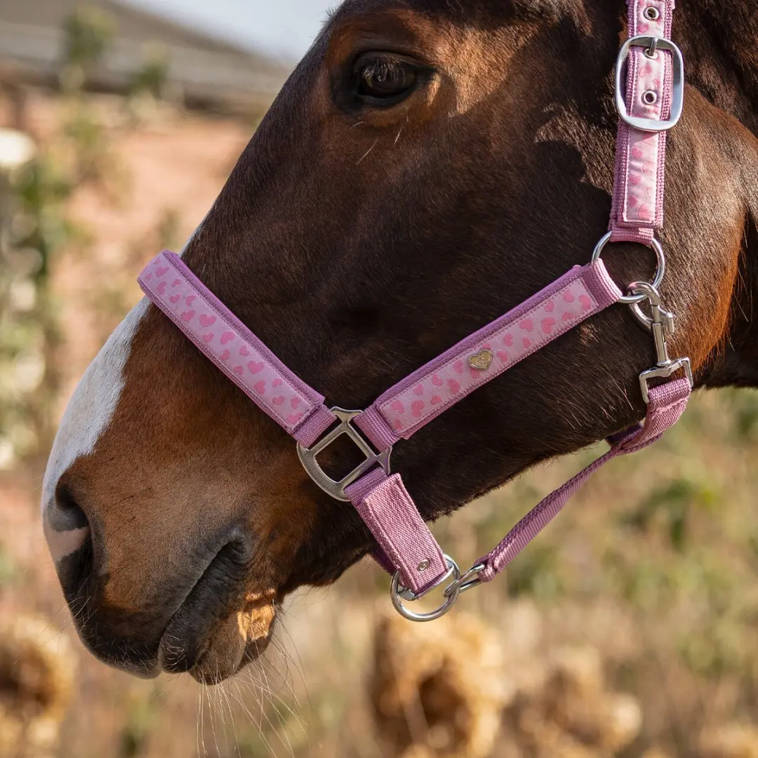 QHP Halster Lyvia Shetlander - Roze