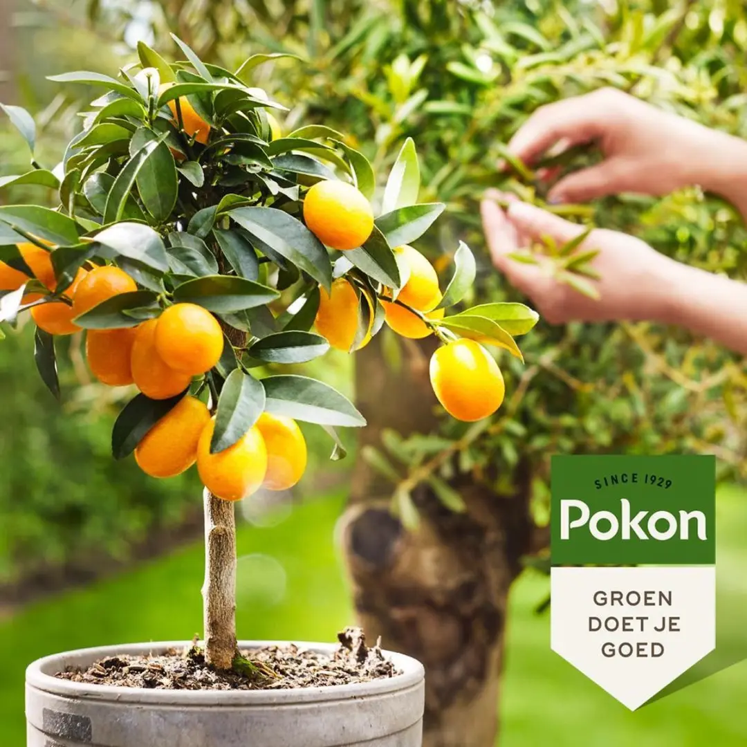 Pokon Bio Mediterrane Plantenvoeding 500ml - Olijfboom/Citrus - afbeelding 6 van 6