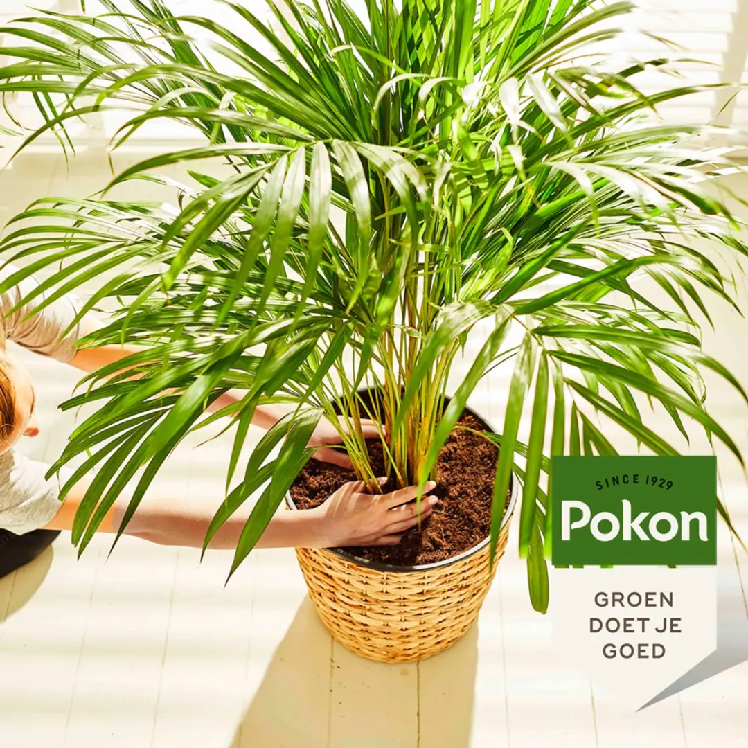Pokon Bio Palmen Potgrond 10L - afbeelding 4 van 6