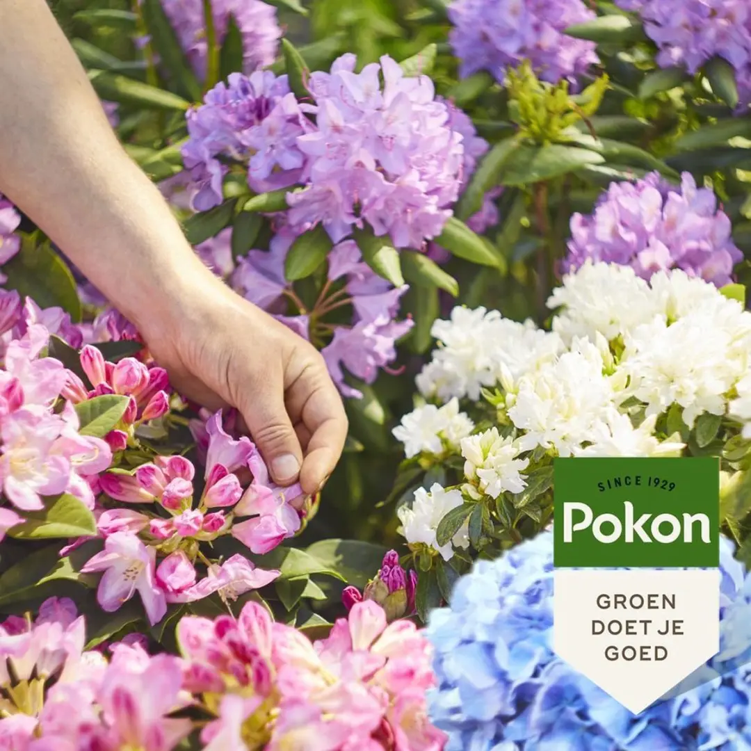 Pokon Rhododendron Hortensia & Azalea Mest 2,5kg - afbeelding 3 van 5