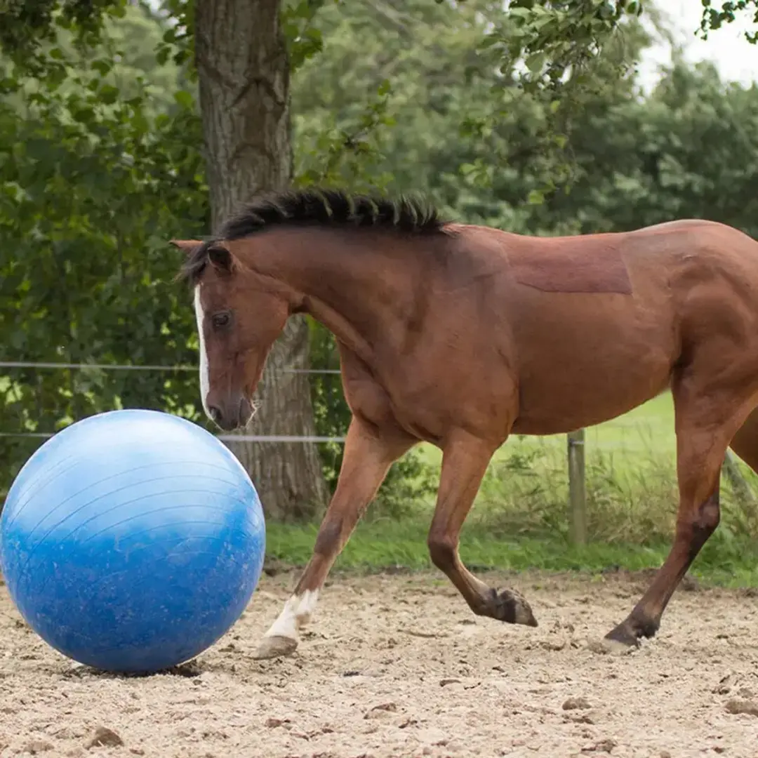 QHP Paardenvoetbal - Blauw - afbeelding 6 van 6