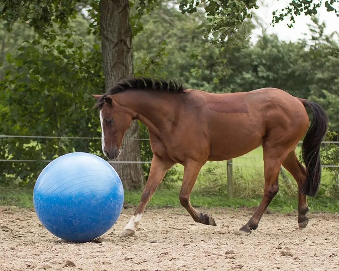 QHP Paardenvoetbal - Blauw - afbeelding 2 van 6
