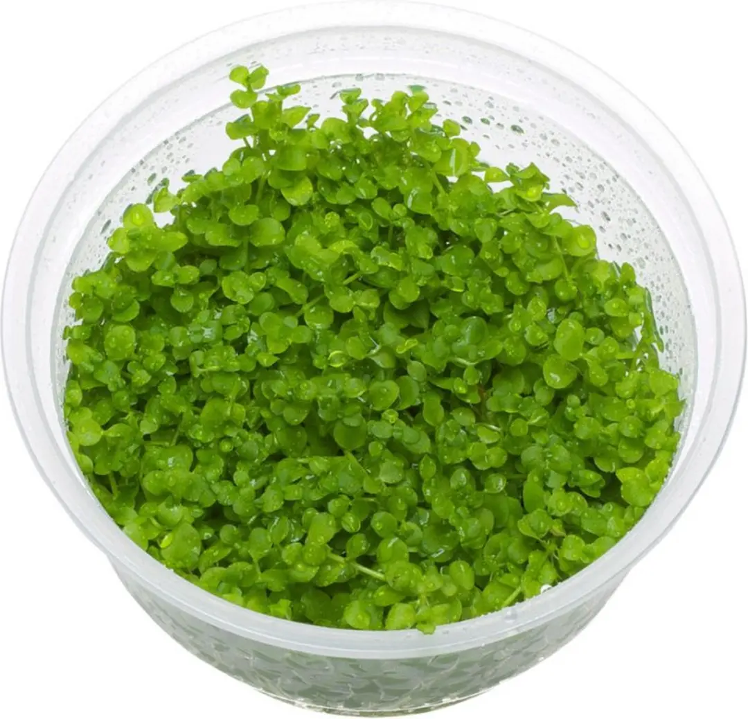 Monte Carlo In Vitro