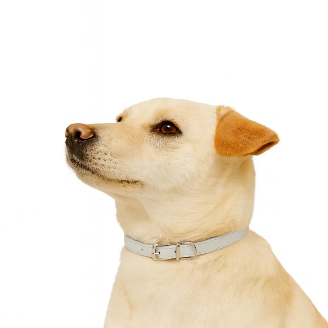 Nobleza Hondenhalsband