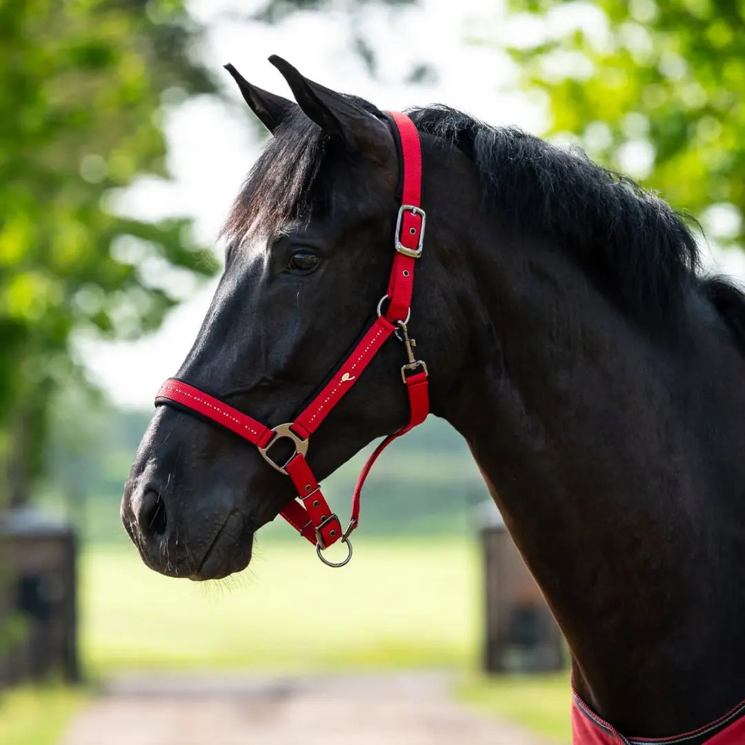 QHP Halster Oakleigh Red Full - afbeelding 5 van 5